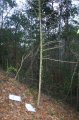 Diseased Florida torreya tree