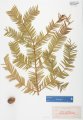 Torreya taxifolia herbarium specimen